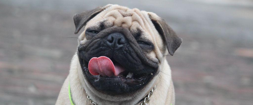 Pug shown in close-up with a wrinkled face, curled tongue, dark muzzle, and fawn coat