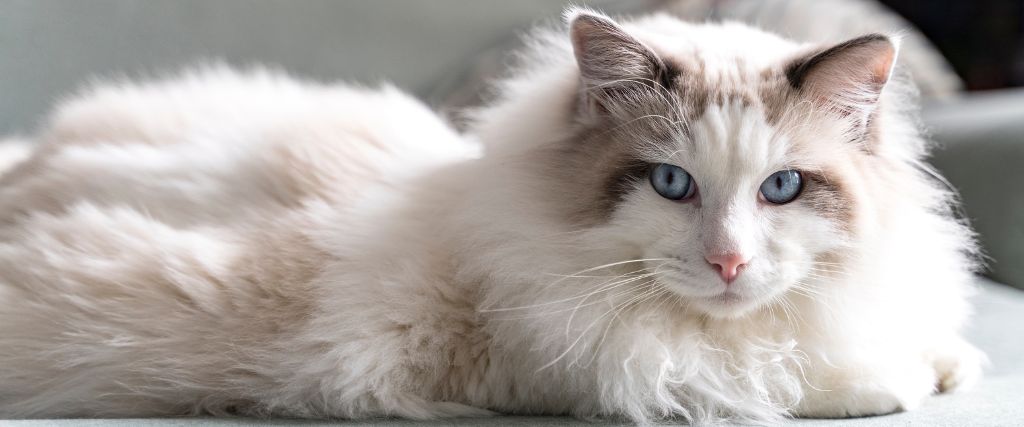 Long haired ragdoll cat breed with blue eyes resting on a couch