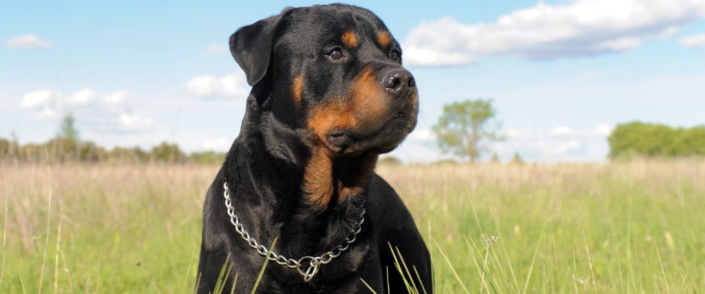 Rottweiler sitting outdoors with black-and-tan markings, floppy ears, and an alert expression