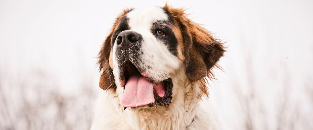 Saint Bernard shown outdoors in close-up with a broad face and white, brown, and black coat