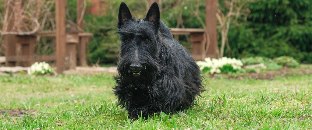Black Scottish Terrier sitting outdoors with pointed ears and a dense, wiry coat