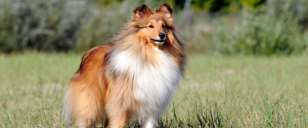 Shetland Sheepdog standing outdoors with pointed ears and a long sable-and-white coat