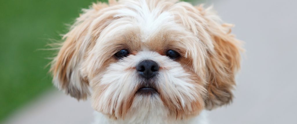 Shih Tzu shown in close-up with dark eyes and long white-and-tan hair framing its face