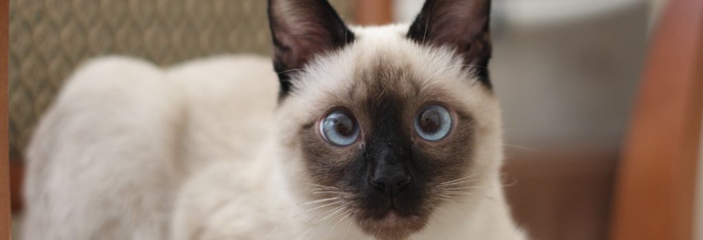 Siamese cat with blue eyes shown in a close-up portrait