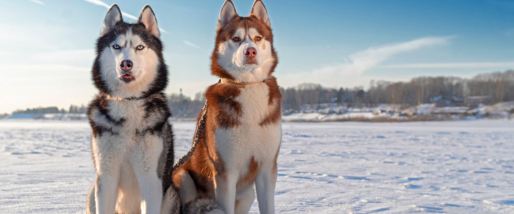 Siberian Husky standing in a snowy landscape with blue eyes, upright ears, and a thick coat
