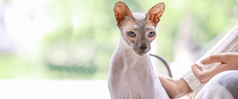 Hairless kitten sitting outdoors and looking forward during a veterinary wellness assessment