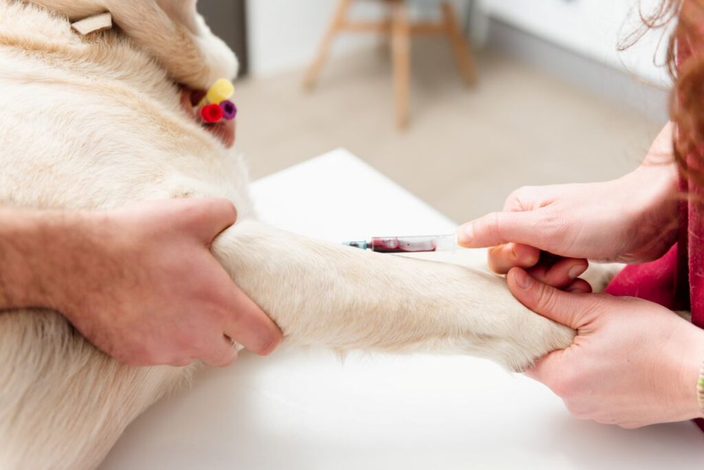 Veterinarian drawing blood from a dog's front leg during diagnostic testing in Scottsdale, AZ