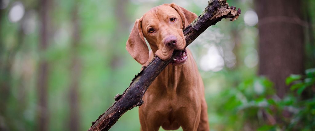Young Vizsla holding a tree branch outdoors with floppy ears and a smooth rust-colored coat