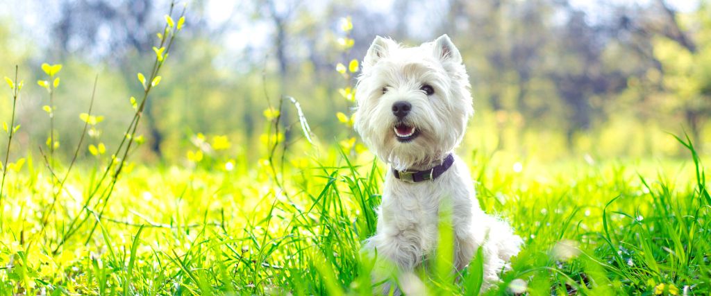 West Highland White Terrier standing in a sunny field with an alert face and bright white coat