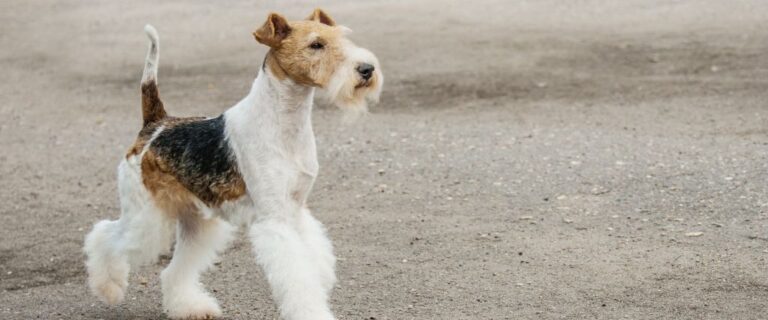 Jack Russell Terrier standing outdoors with a short white-and-tan coat and alert expression