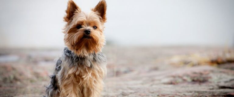 Yorkshire Terrier standing outdoors with pointed ears and a long tan-and-gray silky coat