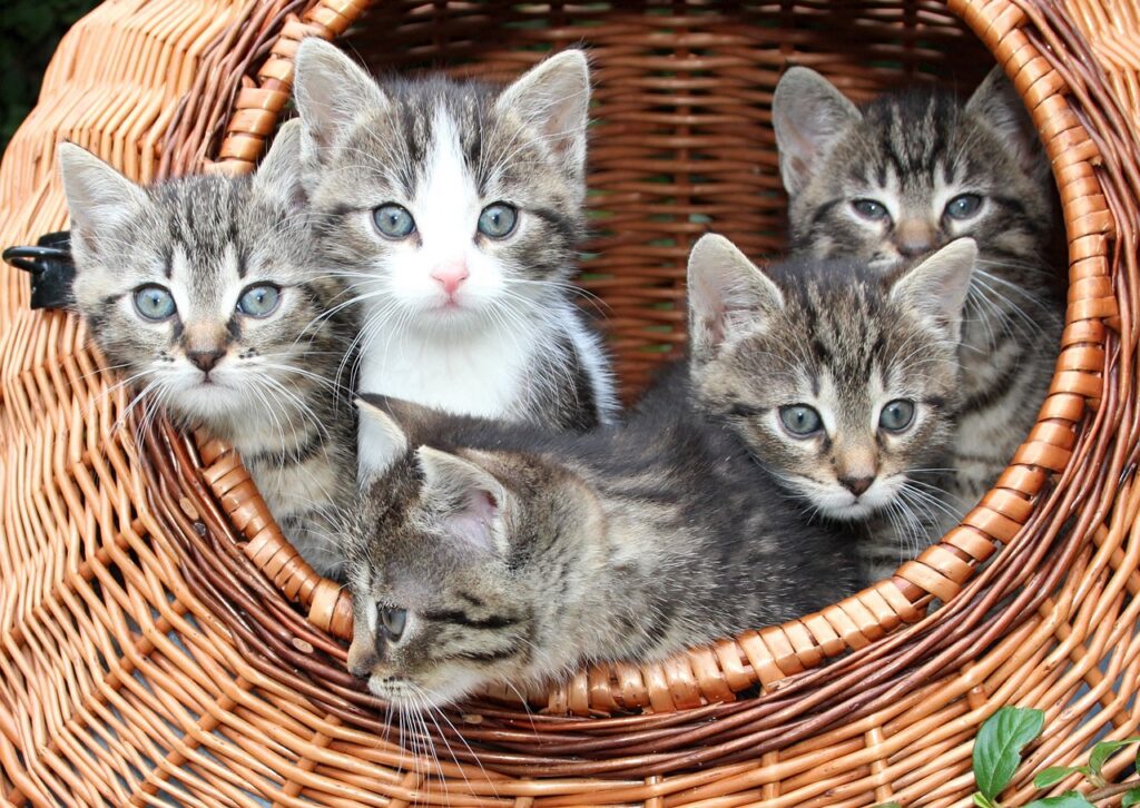 Five young kittens sitting together in a wicker basket