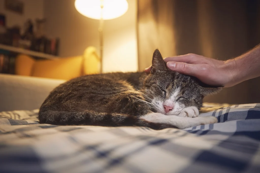 Ill tabby cat resting on a blanket while its owner provides comfort and support at home