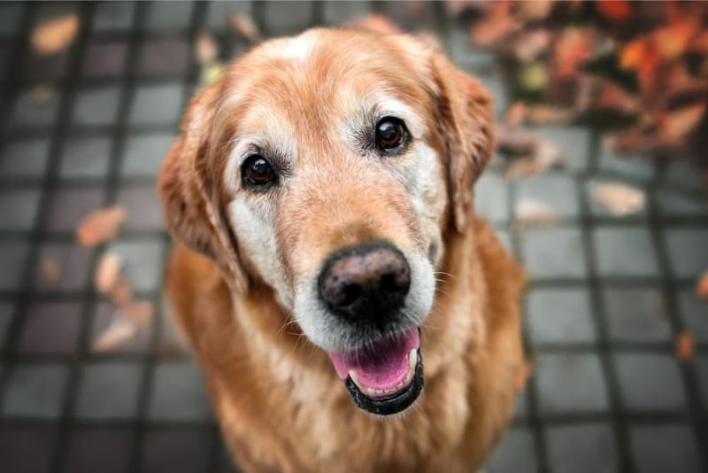 Close-up portrait of a happy senior Golden Retriever outdoors