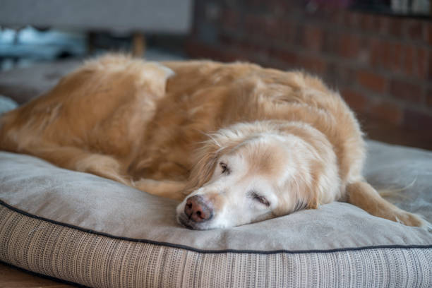 Senior Golden Retriever sleeping comfortably at home during rest and recovery